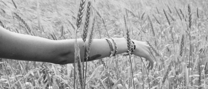 walking in wheat field 